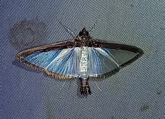 Diaphania superalis
