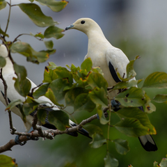 Ducula bicolor
