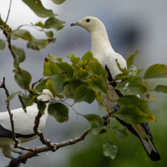 Ducula bicolor