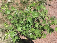 Cnidoscolus angustidens