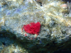 Hexabranchus sanguineus