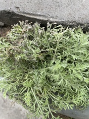 Artemisia capillaris