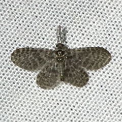 Nallachius americanus