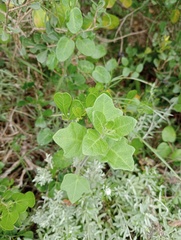 Solanum africanum