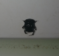 Onthophagus