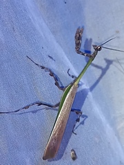 Vates pectinata