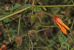 Kallstroemia grandiflora