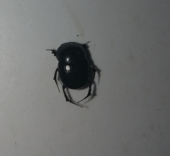 Onthophagus