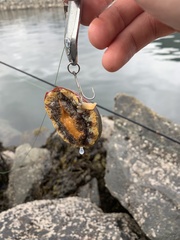 Haliotis kamtschatkana