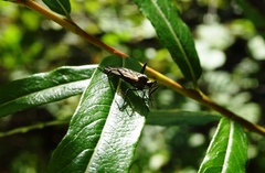 Empididae