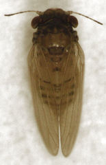 Ctenarytaina insularis