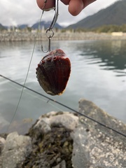 Haliotis kamtschatkana