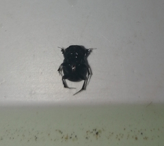 Onthophagus