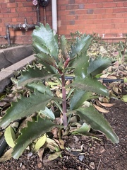 Kalanchoe sexangularis