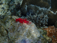 Hexabranchus sanguineus