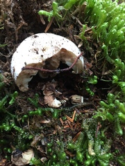 Russula densifolia