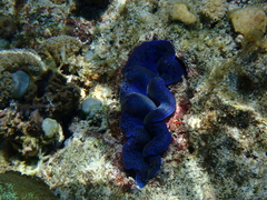 Tridacna crocea
