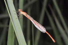 Argiocnemis rubescens
