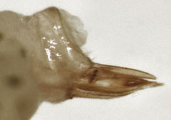 Ctenarytaina insularis