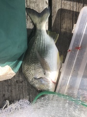 Acanthopagrus australis