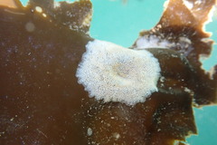 Membranipora membranacea