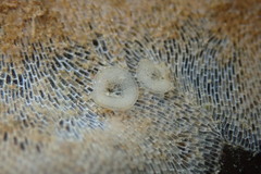 Corambe steinbergae