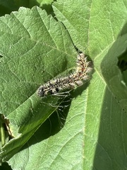 Nymphalini