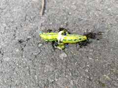 Macroglossum passalus