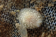 Onchidoris muricata