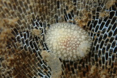 Onchidoris muricata
