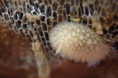 Onchidoris muricata