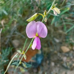 Tephrosia palmeri