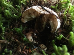 Russula densifolia
