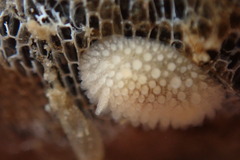 Onchidoris muricata