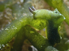 Elysia viridis