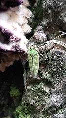 Chlorogonalia losoplanensis