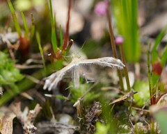 Stangeia xerodes