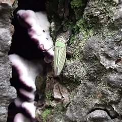 Chlorogonalia losoplanensis
