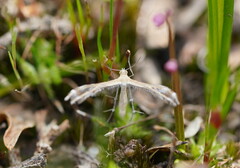 Stangeia xerodes