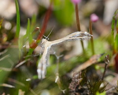 Stangeia xerodes