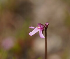 Utricularia tenella