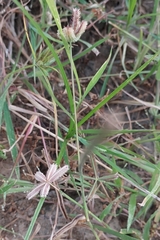 Dactyloctenium aegyptium