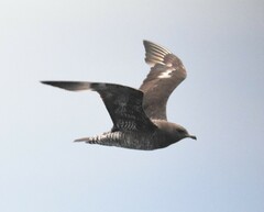 Stercorarius pomarinus