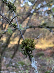 Orthotrichum columbicum