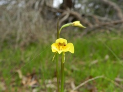 Diuris chryseopsis