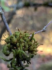 Orthotrichum columbicum