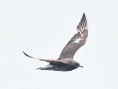 Stercorarius pomarinus