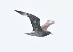 Stercorarius pomarinus