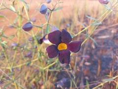 Thunbergia