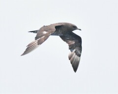 Stercorarius pomarinus